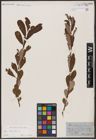 Foto von Salix aurita L.